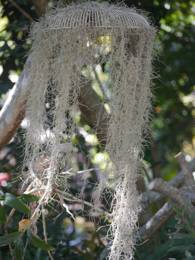 Spanish Moss stock image. Image of clump, ornamental 91310677