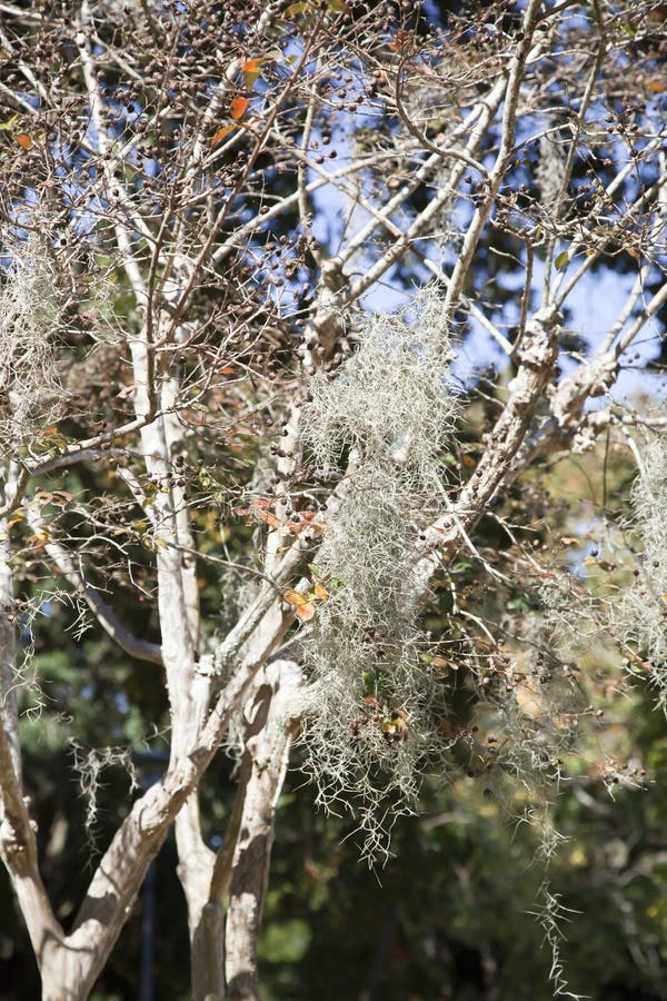 Spanish Moss Hanging from Tree Stock Image Image of background, flora 139120729