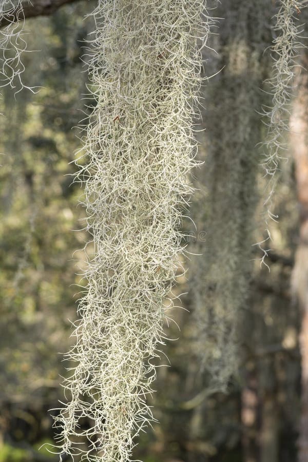 Spanish Moss Closeup in Wild Stock Photo Image of nature, usneoides