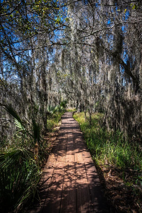 Spanish Moss Covers Board Walk Stock Photo Image of national, flora