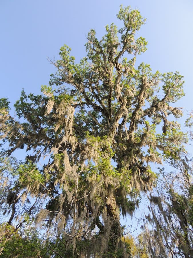 Spanish Moss Draping from an Oak Tree Stock Photo - Image of stexas ...