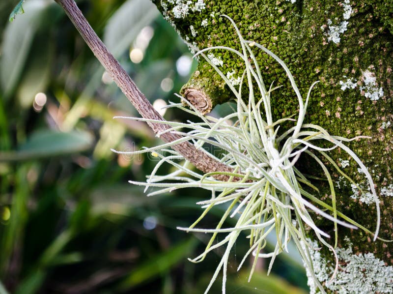 download free spanish moss tree download free spanish moss tree