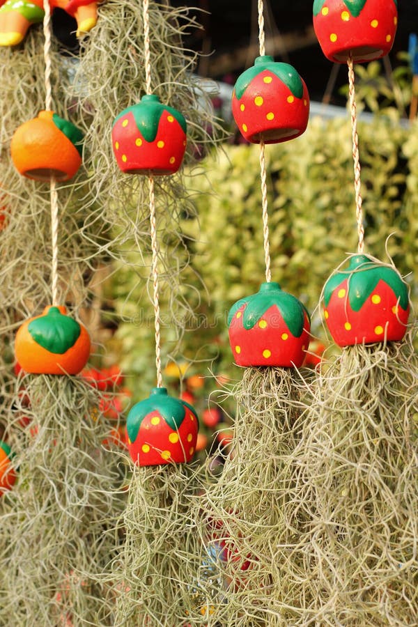 Spanish moss in the garden stock photo. Image of gardening 49818006