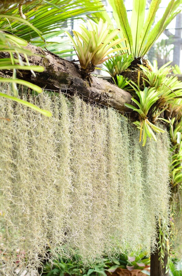 Spanish Moss,Grass Air Leave in Garden Stock Photo - Image of green ...