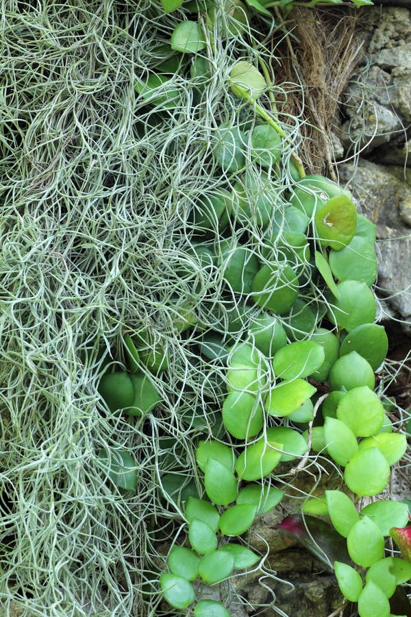 Spanish Moss and Green Leaf Stock Photo Image of nature, tree 46276078