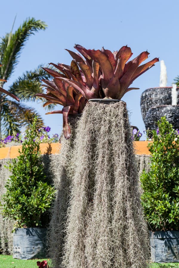 Spanish Moss Growing Garden Beautifully Decorated Stock Photos Free