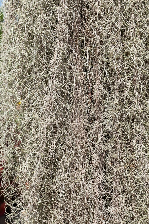 Spanish Moss Growing Garden Beautifully Decorated Stock Photos Free