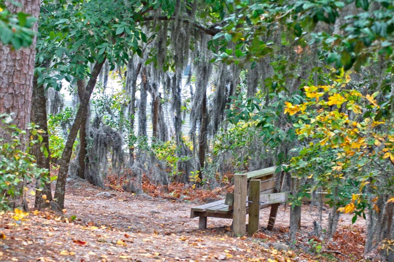 Spanish Moss stock photo. Image of moss, park, spanish 89336534