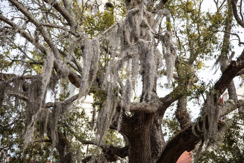 St Augustine Spanish Moss Stock Photos Free & RoyaltyFree Stock