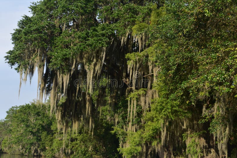 Spanish Moss Hanging from Beautiful Healthy Trees in the Bayou Stock Image Image of morass