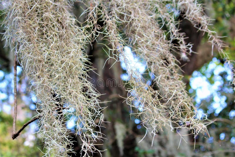 Charleston Spanish Moss stock photo. Image of epiphyte 132367688