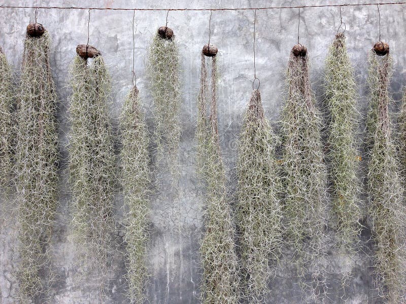 Spanish Moss Hanging For Decoration With Stucco Wall Background Stock Image Image of natural