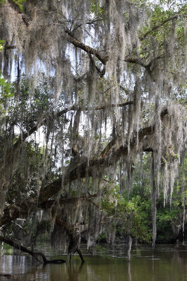 Spanish Moss Hanging Down on a Dead Tree Stock Photo Image of barataria, louisiana 246861554