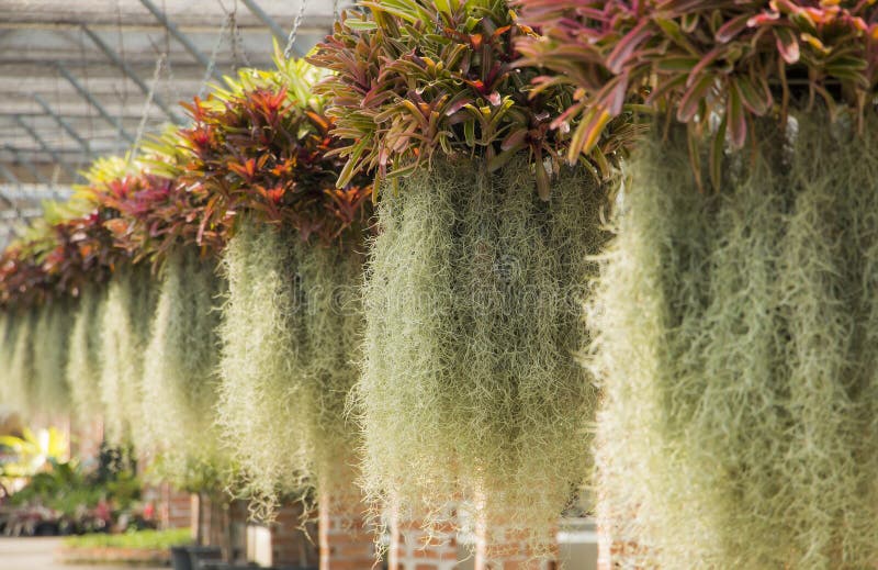 Spanish Moss. stock photo. Image of natural, spanish 53468638