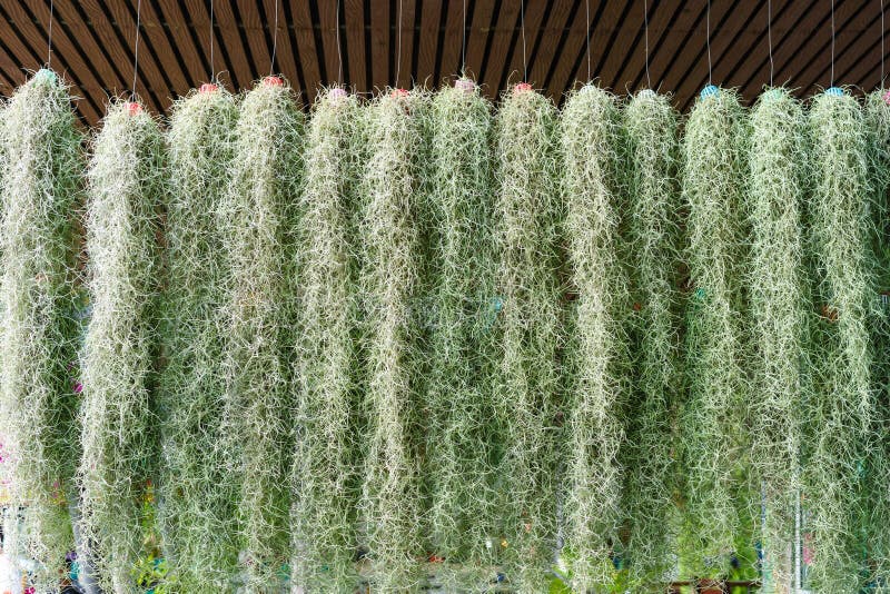 Spanish Moss in Hanging Pot Stock Image Image of growth, aged 66610483