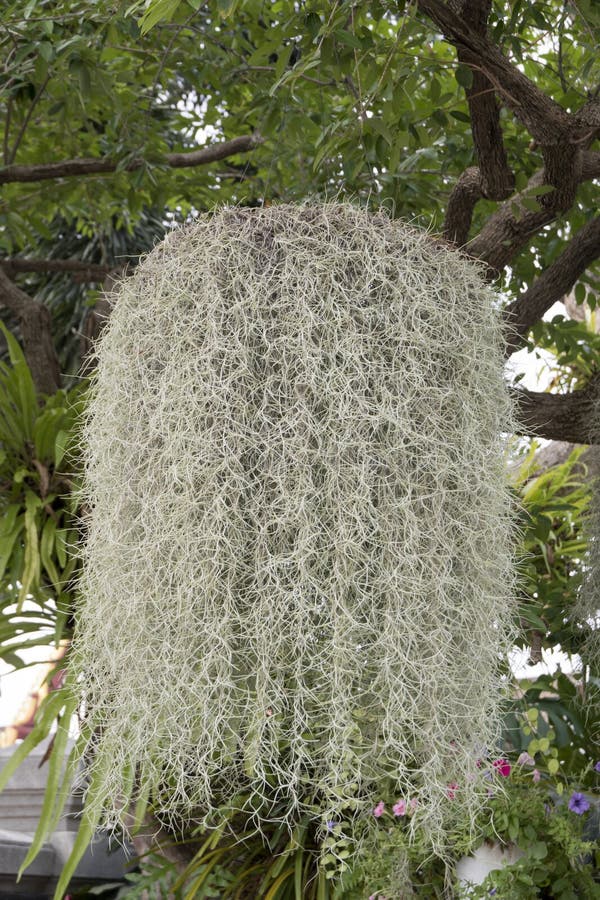 Spanish Moss Hanging on the Tree in Garden Stock Photo Image of nature, live 272545726