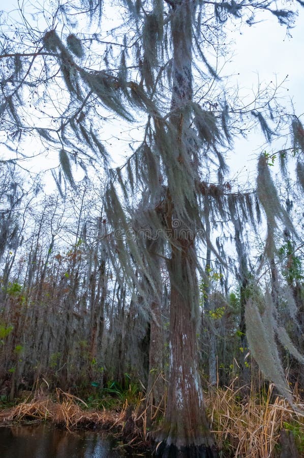 Spanish Moss Hanging from Tree in New Orleans, Louisiana Stock Photo
