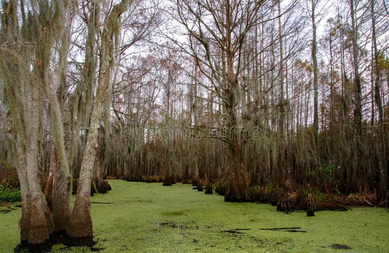 Spanish Moss Hanging from Tree in New Orleans, Louisiana Stock Image