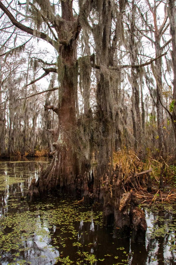 Spanish Moss Hanging from Tree in New Orleans, Louisiana Stock Photo