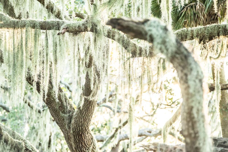 Spanish Moss Illuminated by Sunset Light on Oak Trees Stock Photo Image of illuminated