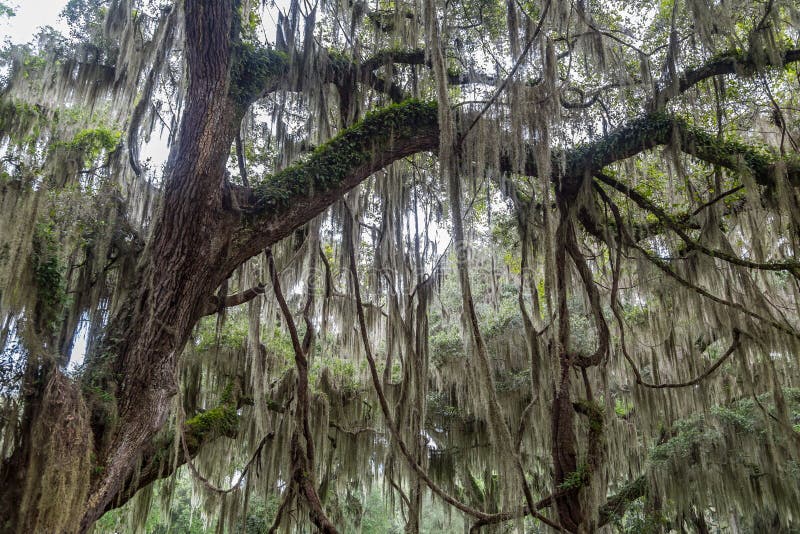 spanish moss tree download free spanish moss tree download free