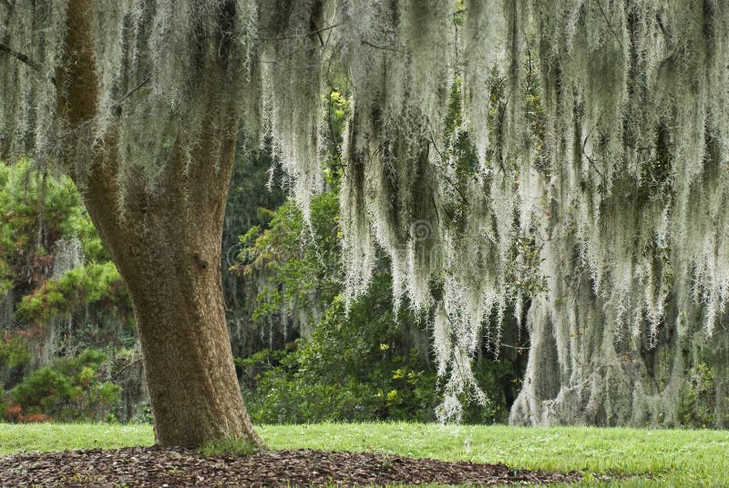 A large Live Oak is covered with Spanish moss in a park in Florida. A large Live Oak is covered with Spanish moss in a park in Florida.