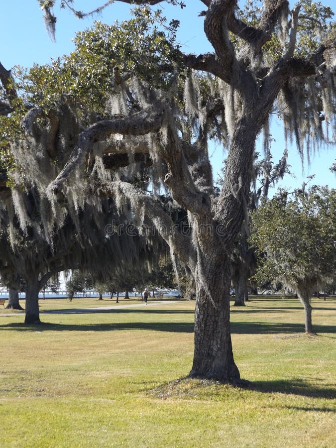download spanish moss tree for free download spanish moss tree for free