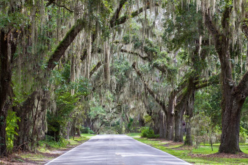 Live oak trees covered with Spanish moss. Live oak trees covered with Spanish moss.