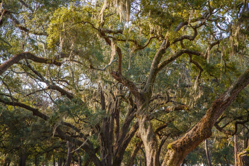 Spanish Moss in Massive Old Oak Trees