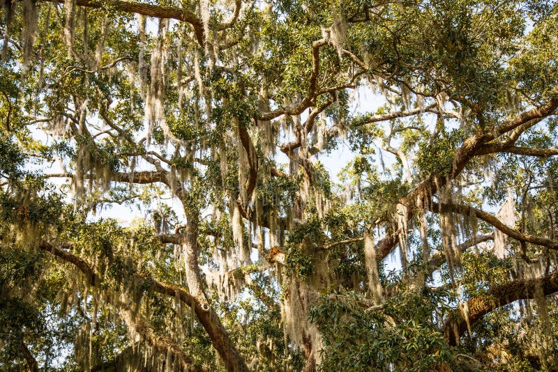 Spanish Moss in Oak and Magnolia Trees