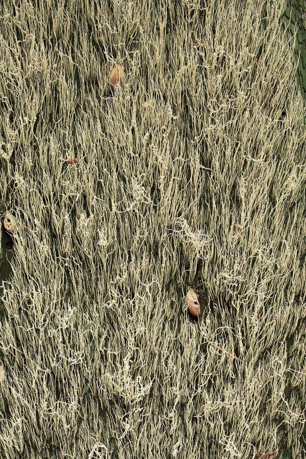 Spanish Moss on an Old Wall Horizontal Stock Photo Image of spanish