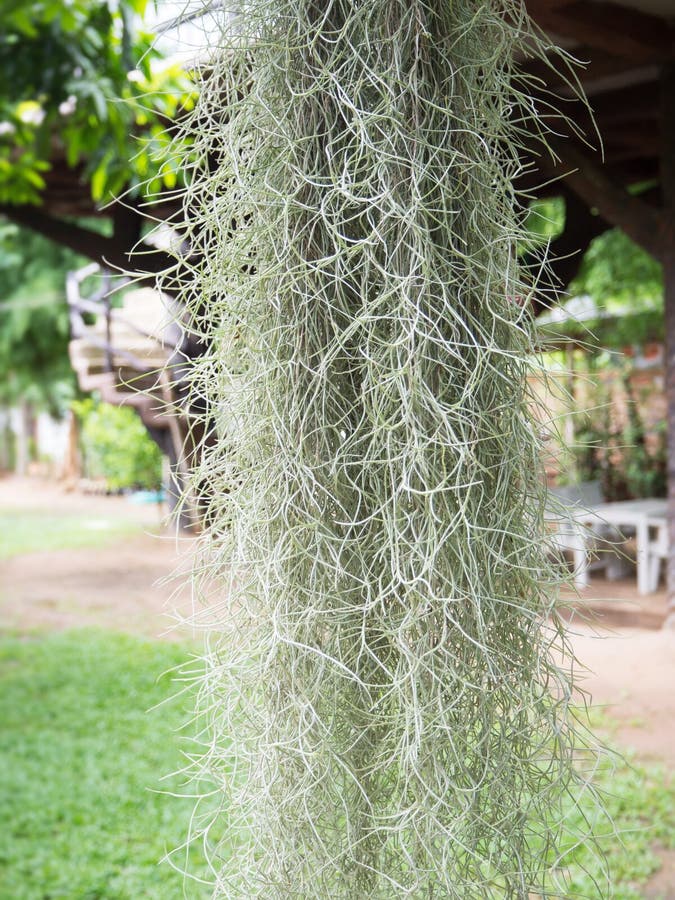 288,673 Moss Plant Stock Photos Free & RoyaltyFree Stock Photos from