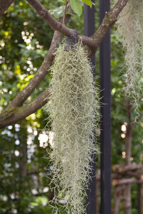 Spanish moss plant stock photo. Image of thick, spanish 128061944