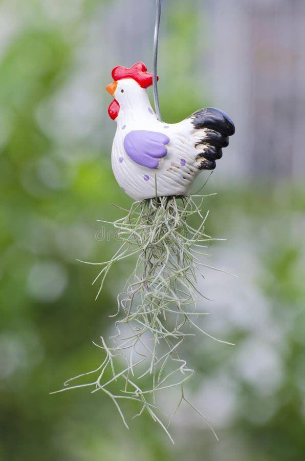 Spanish Moss pot stock image. Image of foliage, nature 77215133