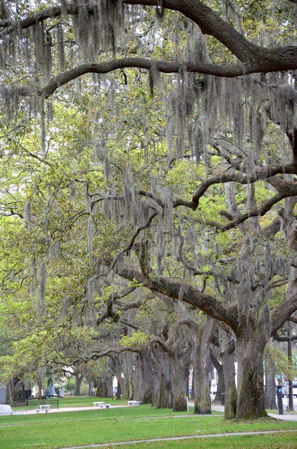 Spanish Moss stock image. Image of oaks, moss, epiphyte 98462487