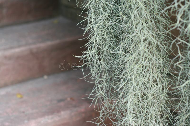 Spanish Moss Tillandsia Usneoides Is A Plant In The Family ...