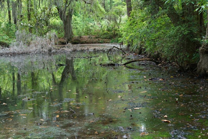 Spanish Moss Swamp stock photo. Image of hanging, plantation 82008186