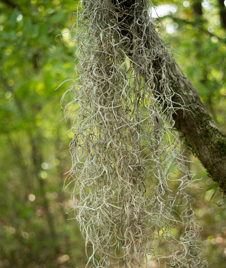 Epephyte Stock Photos - Free & Royalty-Free Stock Photos from Dreamstime