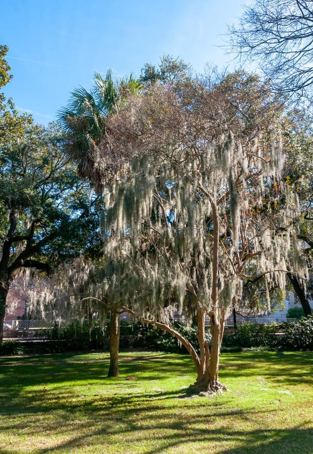 Spanish Moss (Tillandsia Usneoides) is an Epiphytic Flowering Plant ...