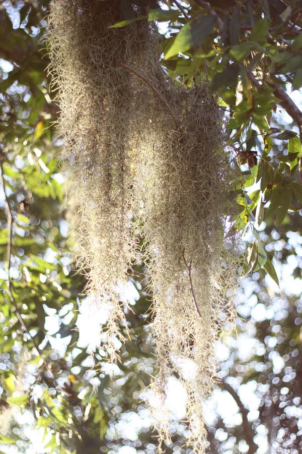 Spanish Moss Tillandsia Usneoides Hanging from Tree Branch with