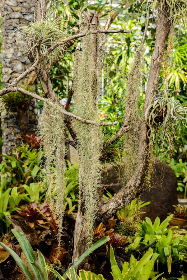 Spanish Moss or Tillandsia Usneoides Suitable for Plant without Soil ...