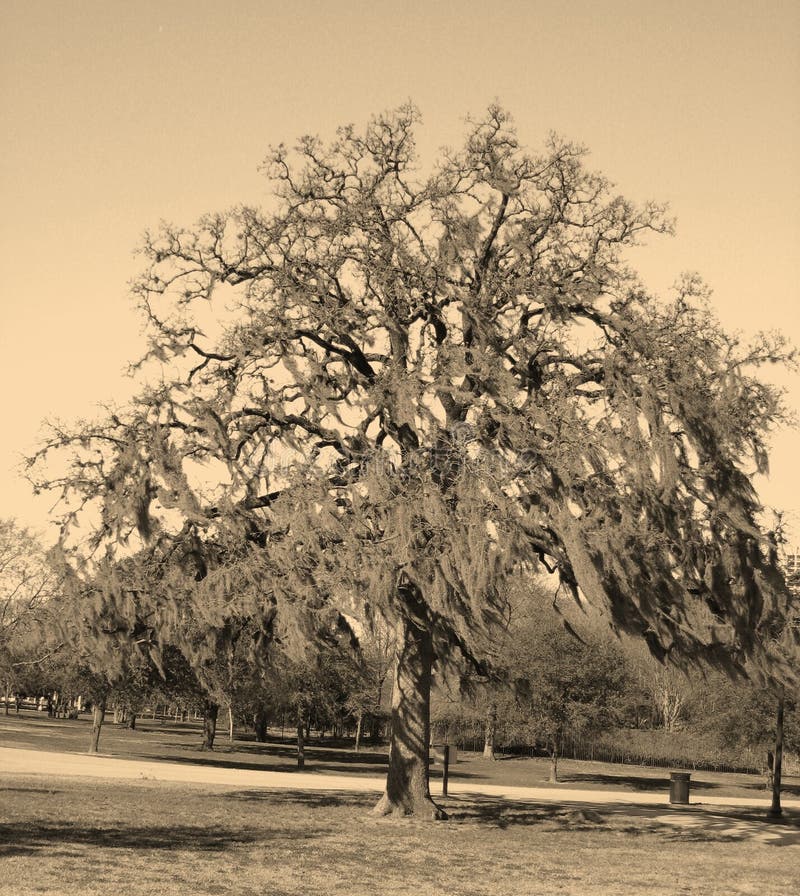 spanish moss tree download spanish moss tree download