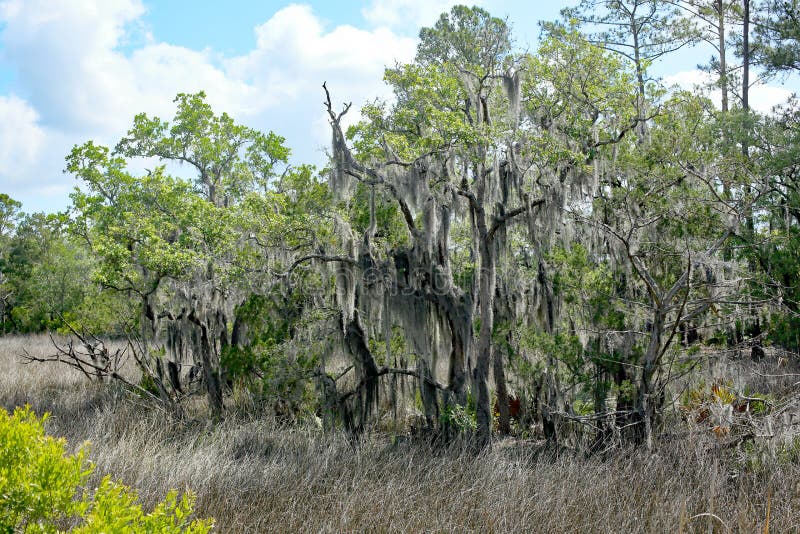 Spanish moss on a tree stock image. Image of woods, like 156521479