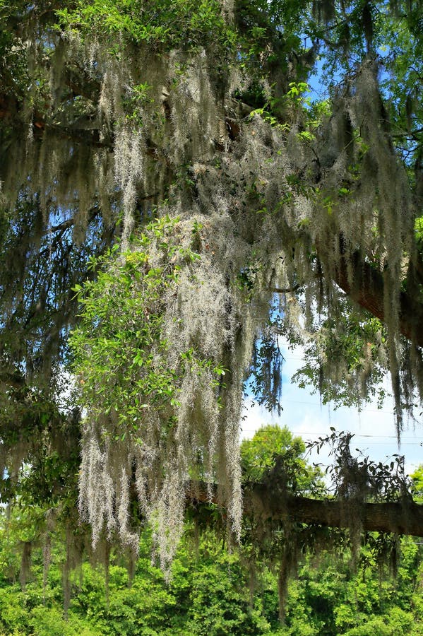 Spanish moss on a tree stock photo. Image of intricacy 156605070
