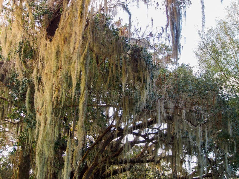 Spanish moss on tree stock image. Image of season, natural 231105941