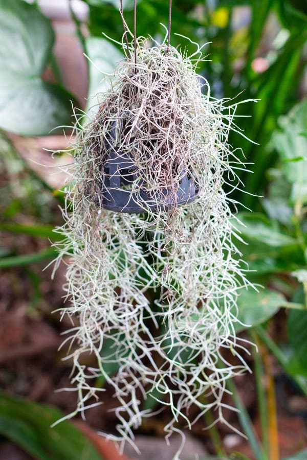 Spanish Moss tree stock photo. Image of moss, hanging 122831178