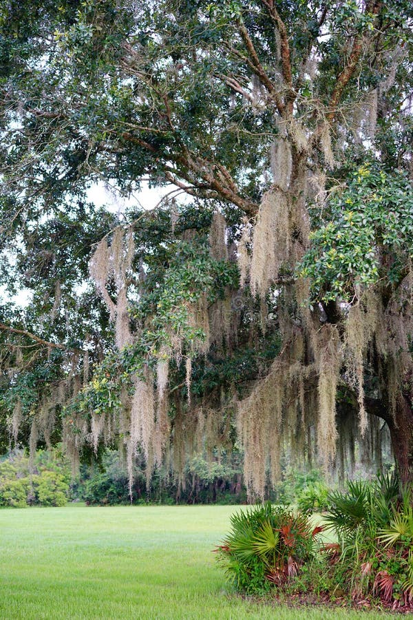 Spanish moss on tree stock photo. Image of abstract 152981552