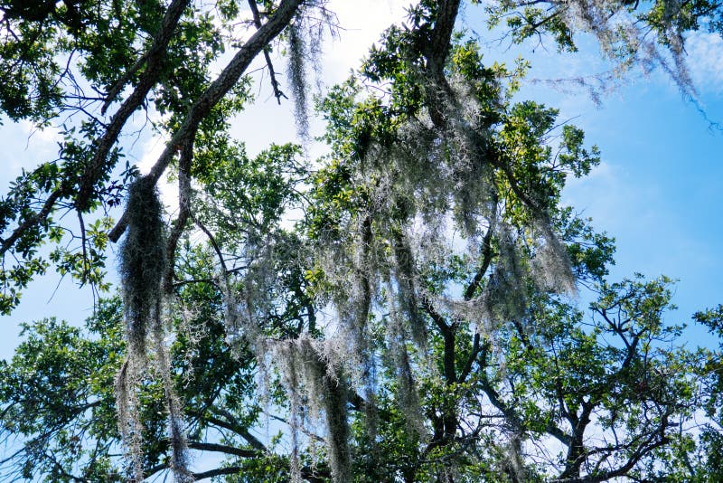 Spanish moss on tree stock photo. Image of grow, grows 230080570