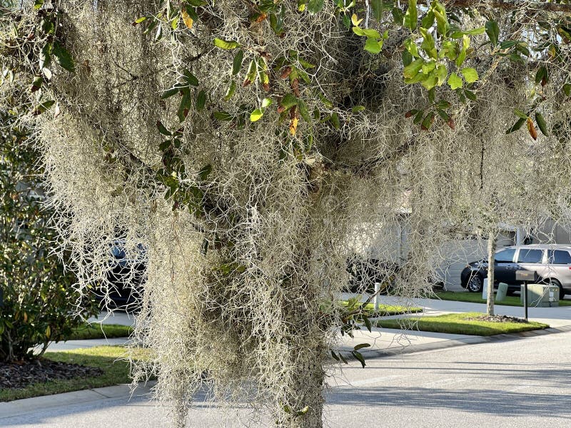 Spanish moss on tree stock photo. Image of green, bark 261377032