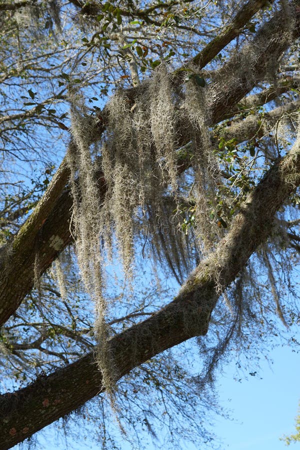 Spanish moss on tree stock photo. Image of color, florida 211853186